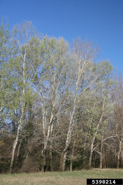 White poplar Vermont Invasives